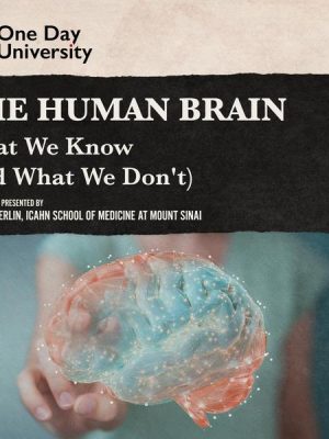 The Human Brain