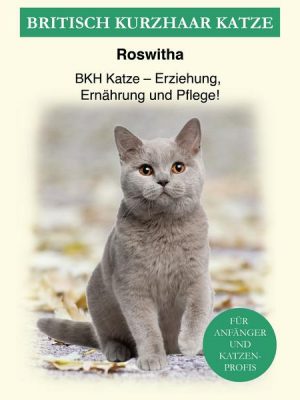 Britisch Kurzhaar Katze